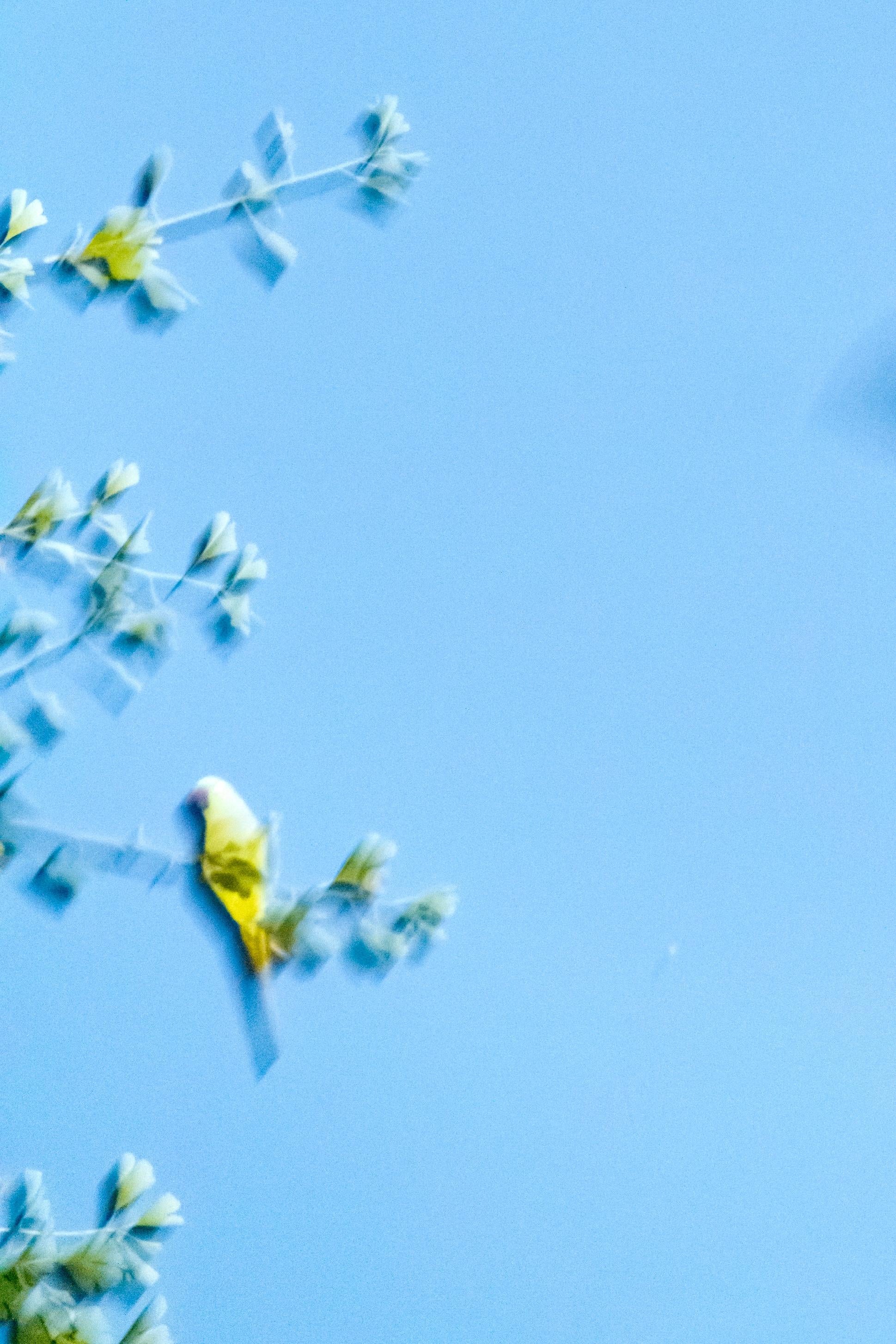 Papageien aus Tokio 010  - Yoshinori Mizutani, Farbe, Fotografie, Kanarienvogel, Kunst, Himmel im Angebot 2