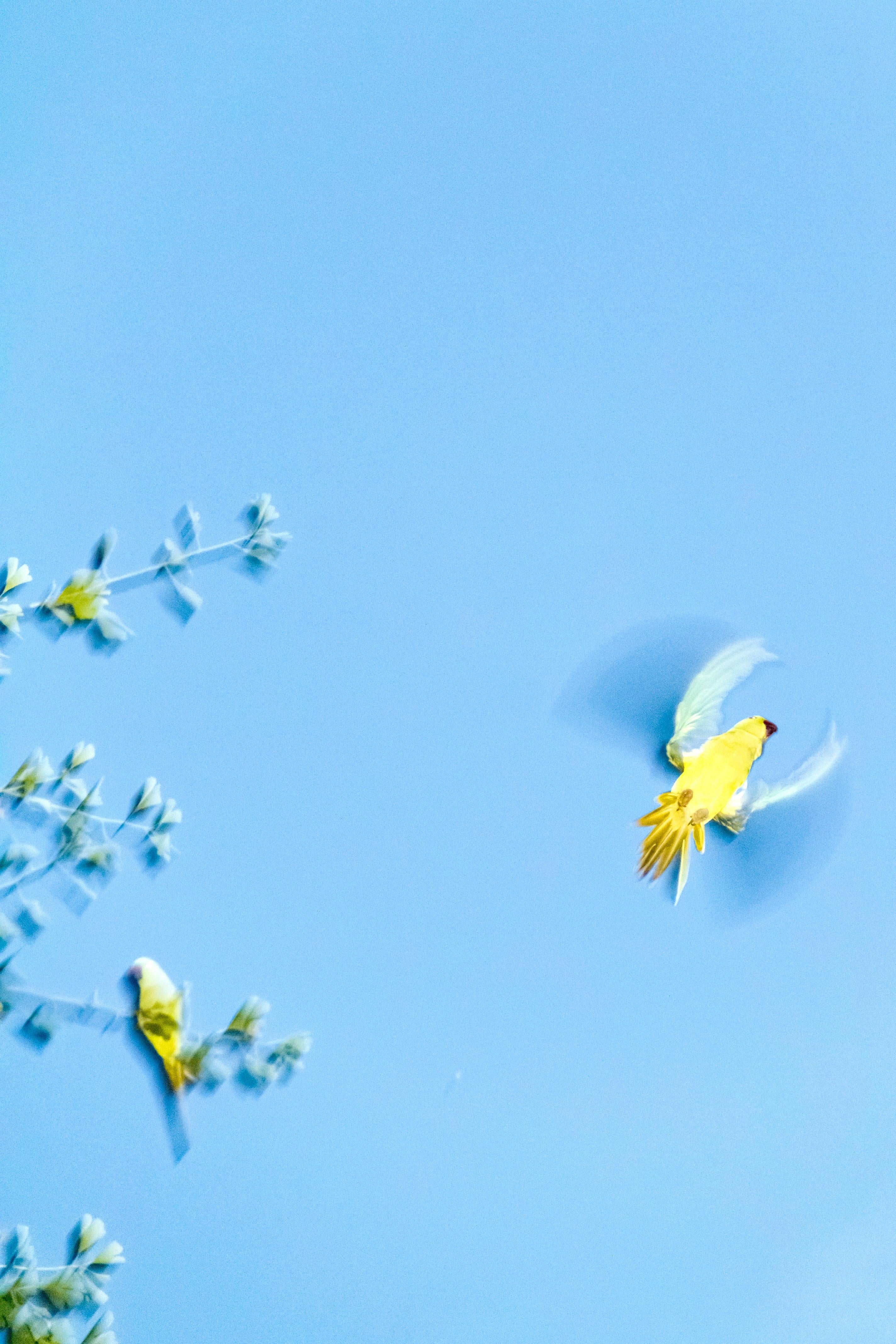 Papageien aus Tokio 010  - Yoshinori Mizutani, Farbe, Fotografie, Kanarienvogel, Kunst, Himmel im Angebot 3