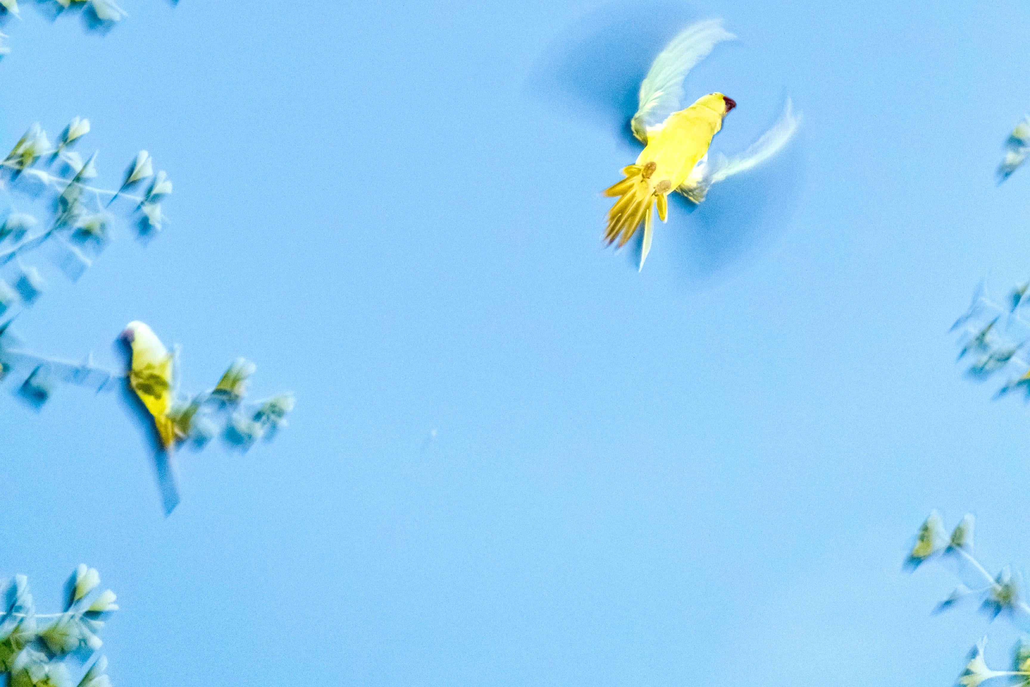 Papageien aus Tokio 010  - Yoshinori Mizutani, Farbe, Fotografie, Kanarienvogel, Kunst, Himmel im Angebot 4