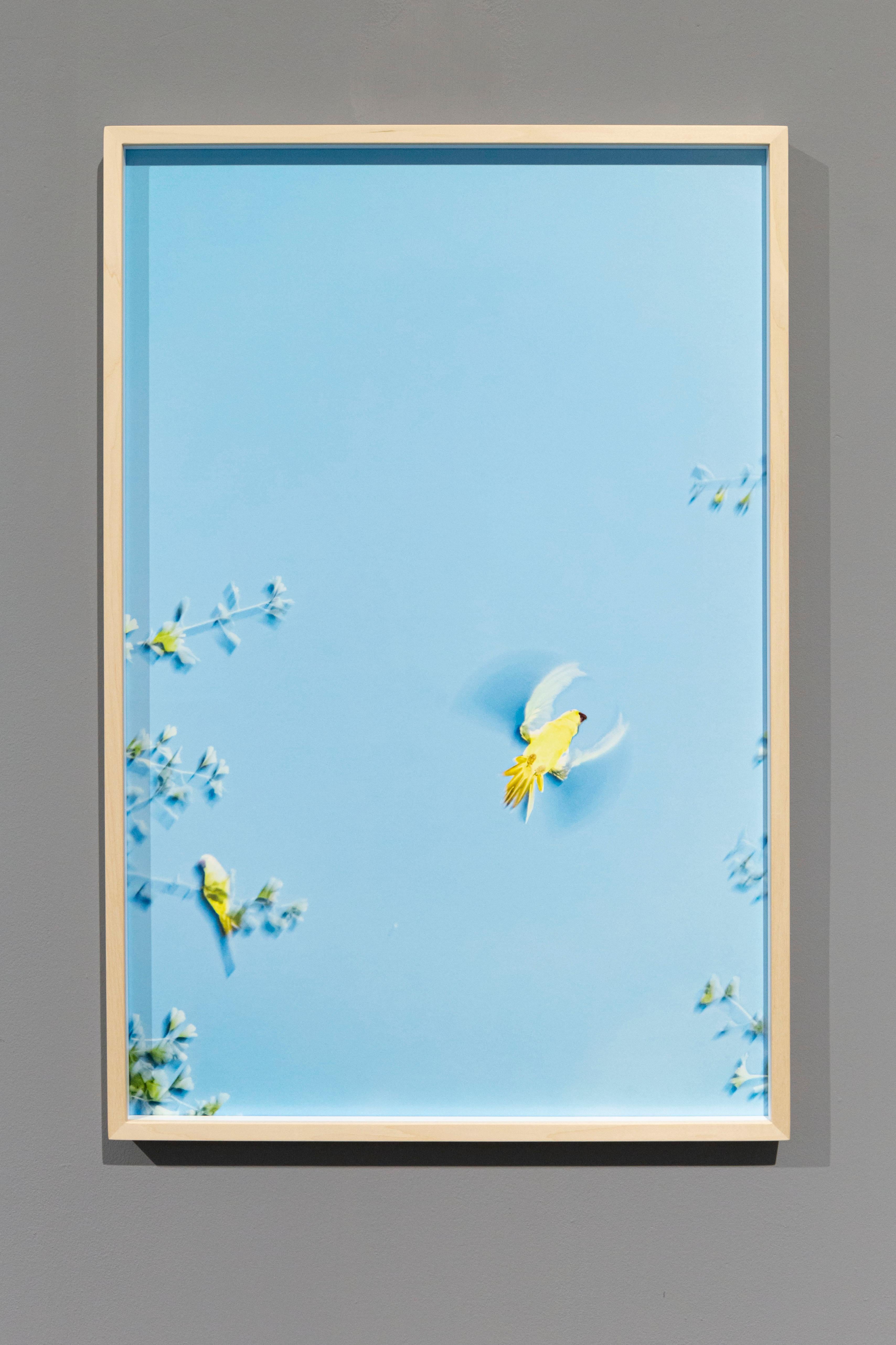 Papageien aus Tokio 010  - Yoshinori Mizutani, Farbe, Fotografie, Kanarienvogel, Kunst, Himmel im Angebot 5