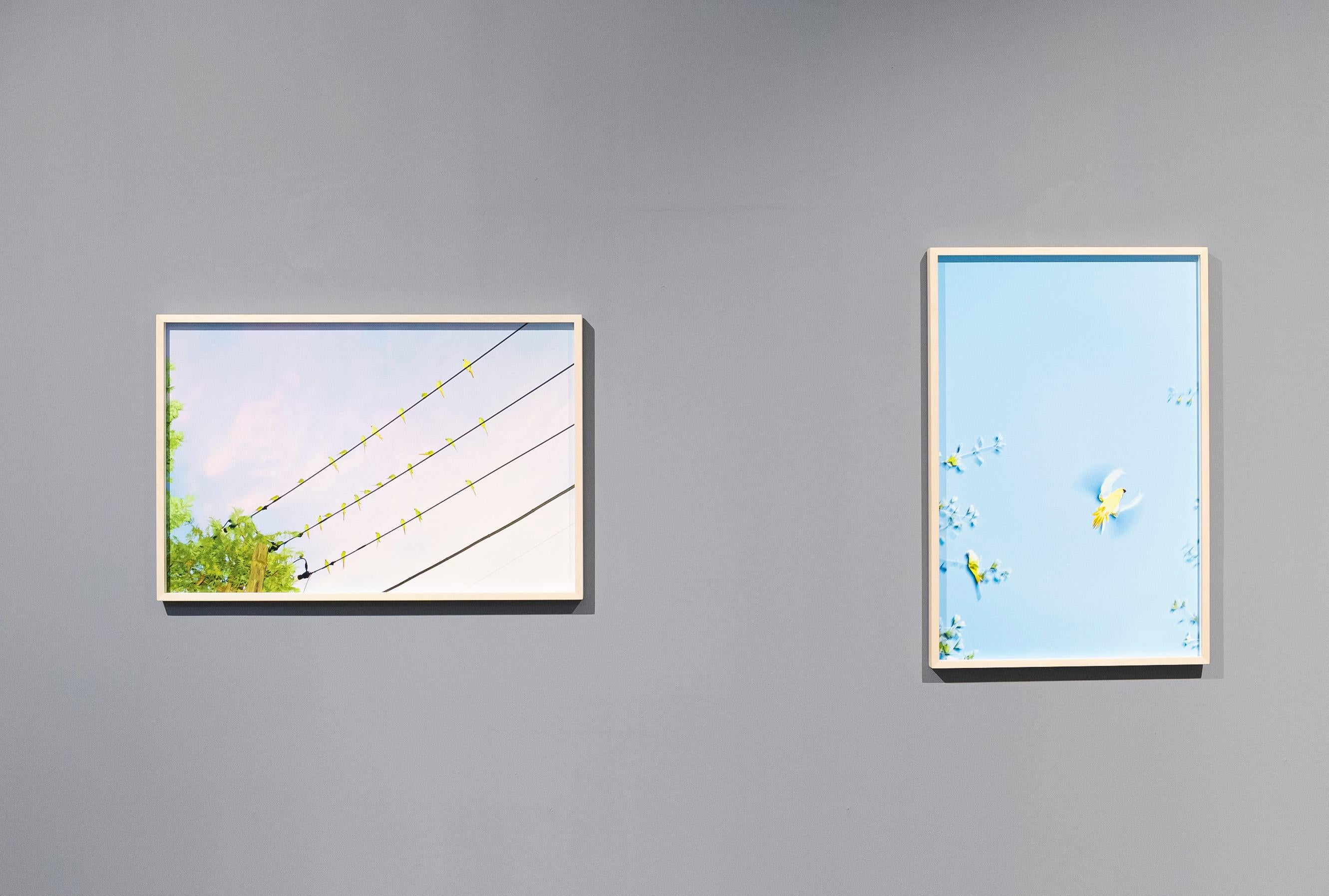 Papageien aus Tokio 010  - Yoshinori Mizutani, Farbe, Fotografie, Kanarienvogel, Kunst, Himmel im Angebot 6
