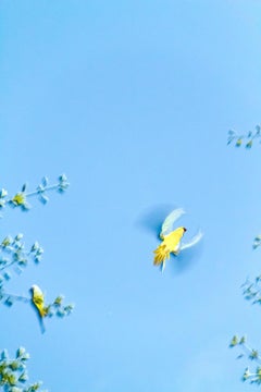 Papageien aus Tokio 010  - Yoshinori Mizutani, Farbe, Fotografie, Kanarienvogel, Kunst, Himmel