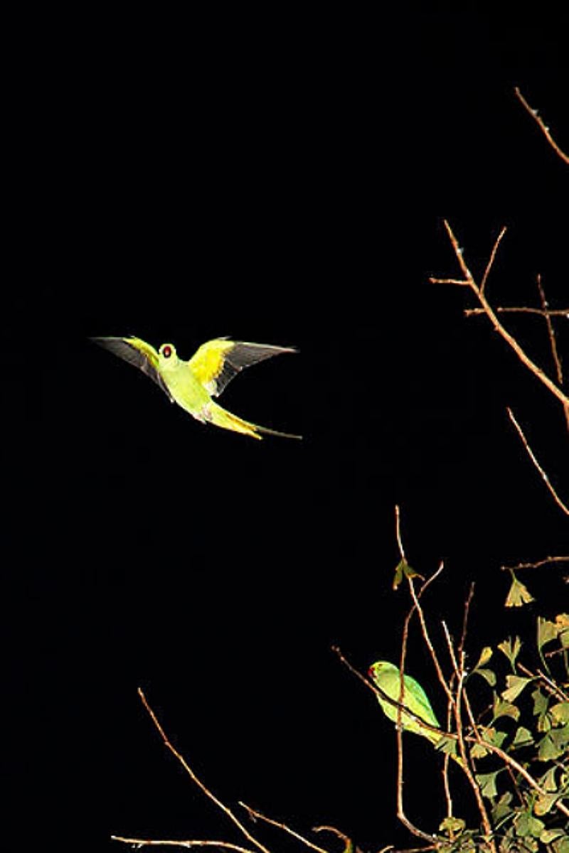 Tokyo Parrots 039  – Yoshinori Mizutani, Colour, Photography, Canary, Art, Sky 1