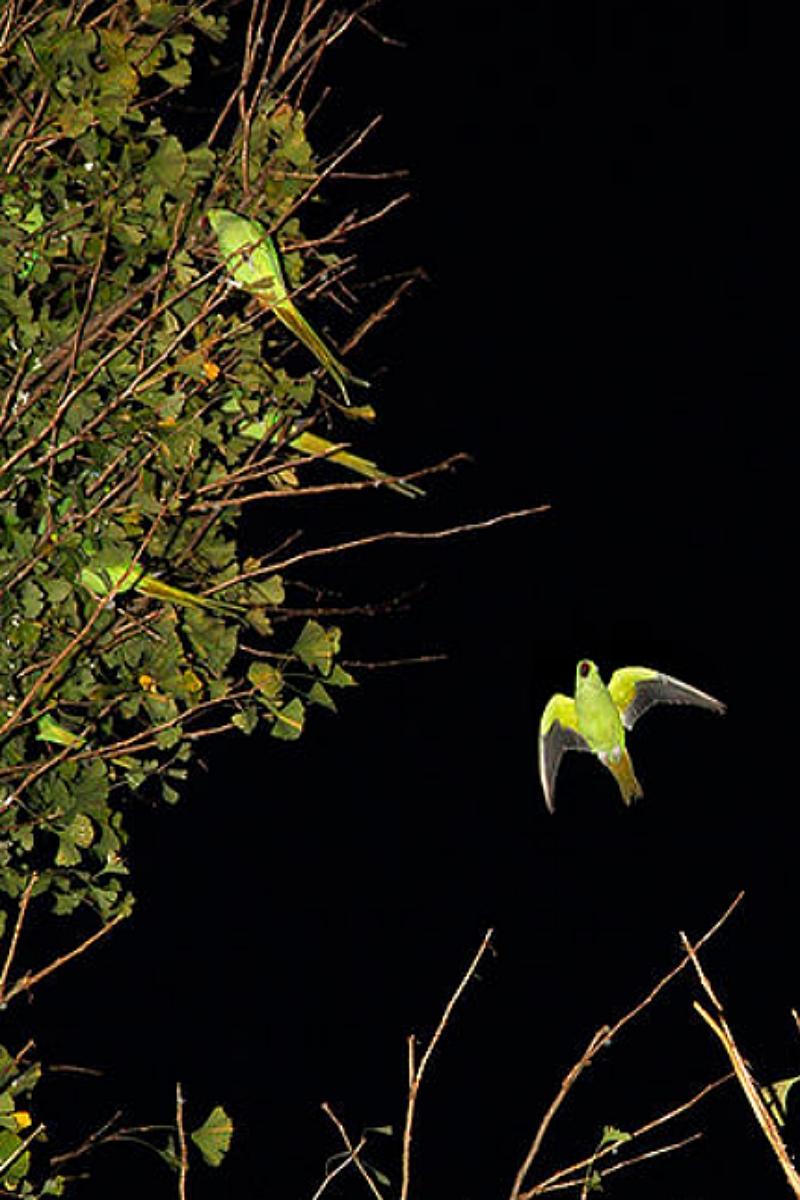 Tokyo Parrots 039  – Yoshinori Mizutani, Colour, Photography, Canary, Art, Sky 3