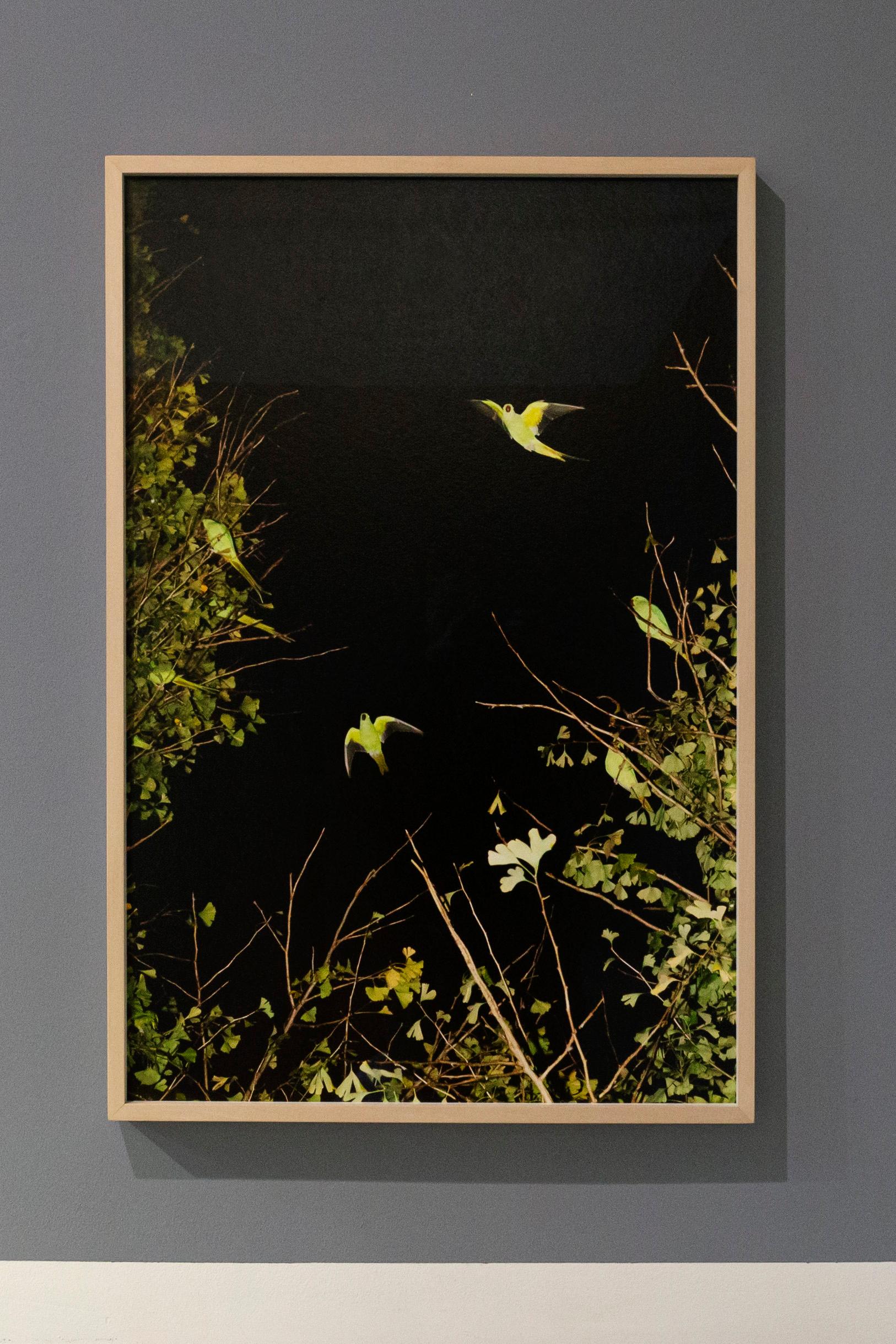 Tokyo Parrots 039  – Yoshinori Mizutani, Colour, Photography, Canary, Art, Sky 5