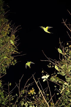 Tokyo Parrots 039  – Yoshinori Mizutani, Colour, Photography, Canary, Art, Sky