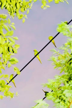 Papageien aus Tokio 052  - Yoshinori Mizutani, Farbe, Fotografie, Kanarienvogel, Kunst, Himmel