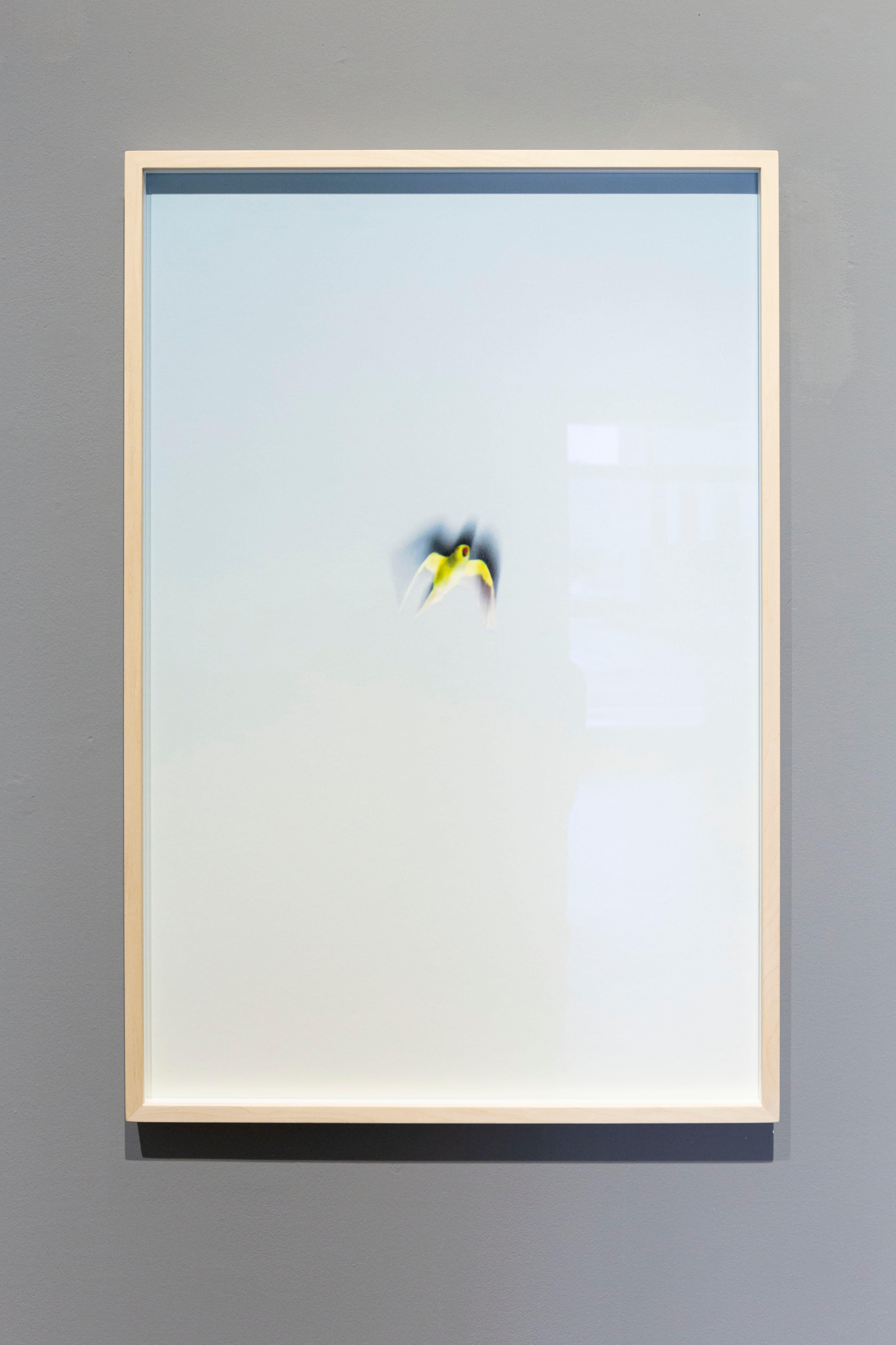 Tokyo Parrots 053  – Yoshinori Mizutani, Colour, Photography, Canary, Art, Sky For Sale 4
