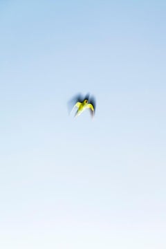Tokyo Parrots 053  – Yoshinori Mizutani, Colour, Photography, Canary, Art, Sky