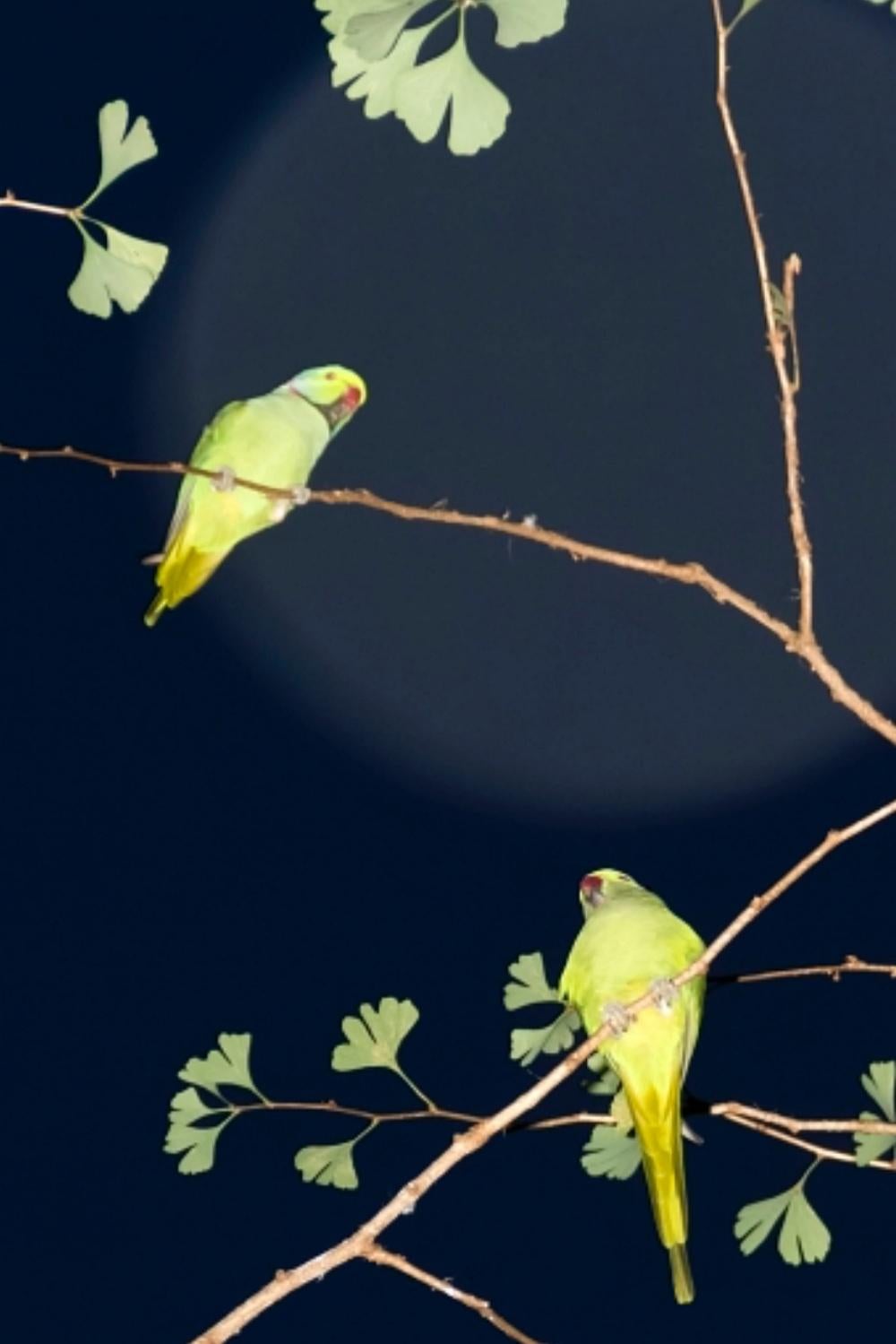 Tokyo Parrots 054  – Yoshinori Mizutani, Colour, Photography, Canary, Art, Sky, For Sale 1