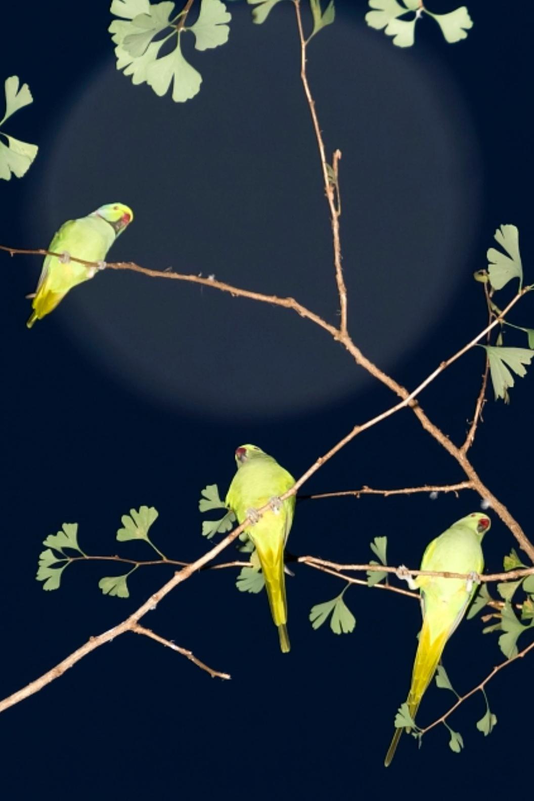 Tokyo Papageien 054  - Yoshinori Mizutani, Farbe, Fotografie, Kanarien, Kunst, Himmel, im Angebot 2