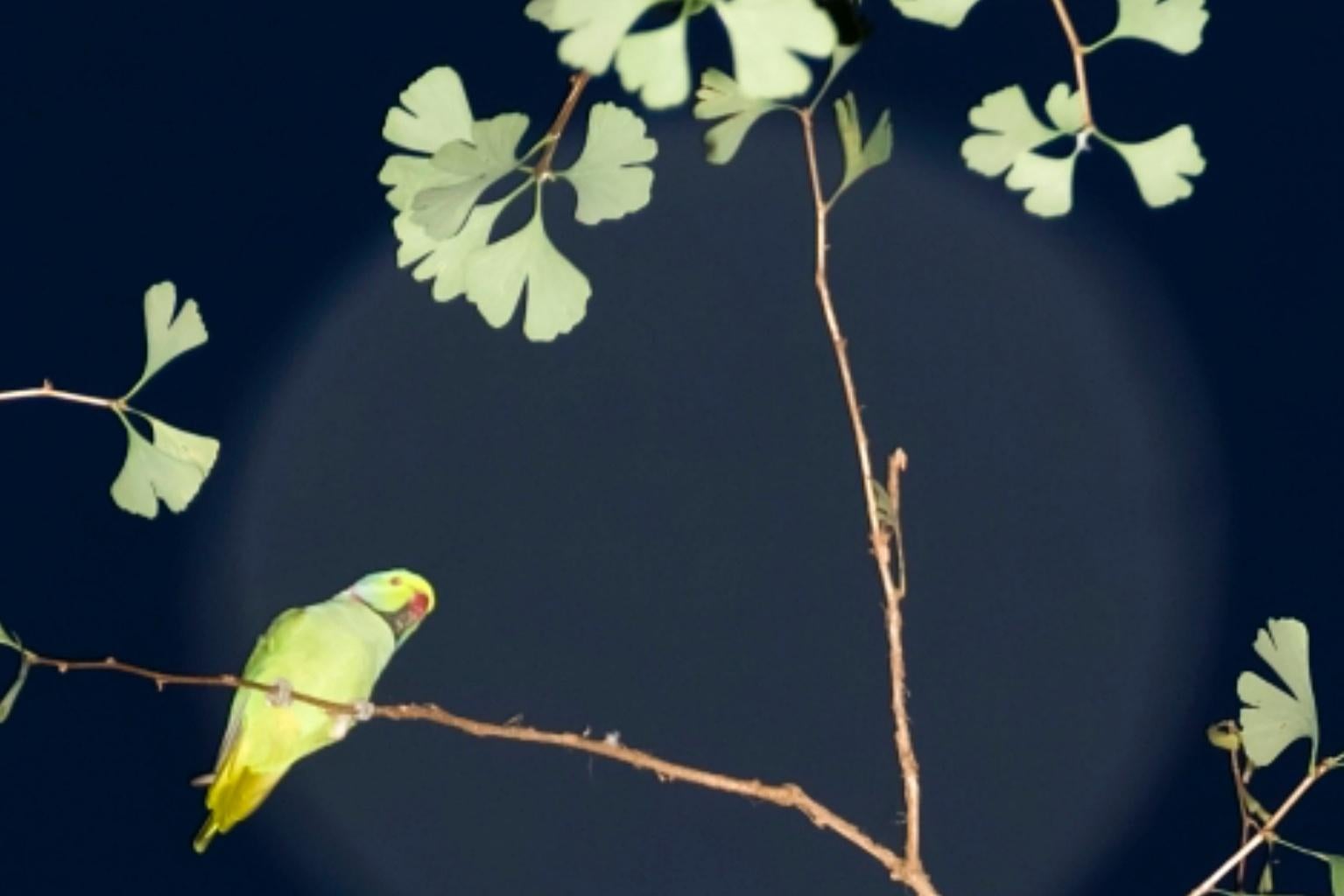 Tokyo Parrots 054  – Yoshinori Mizutani, Colour, Photography, Canary, Art, Sky, For Sale 3
