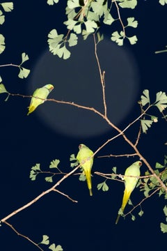 Pappagalli di Tokyo 054  - Yoshinori Mizutani, Colore, Fotografia, Canarino, Arte, Cielo,