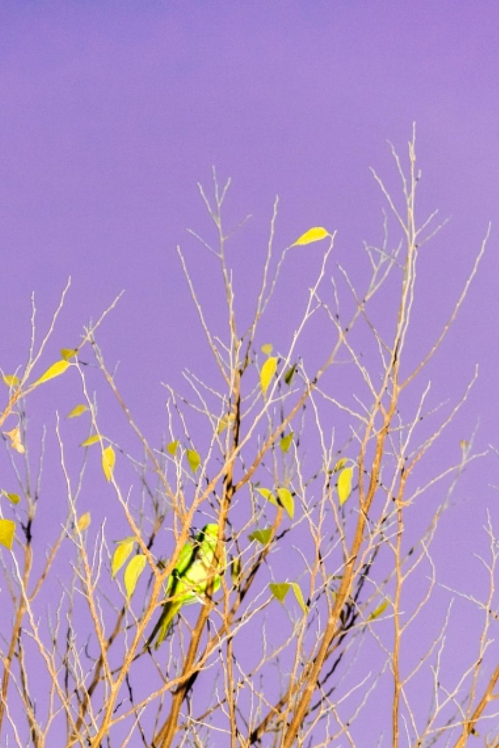 Tokyo Parrots 055  – Yoshinori Mizutani, Colour, Photography, Canary, Art, Sky For Sale 2