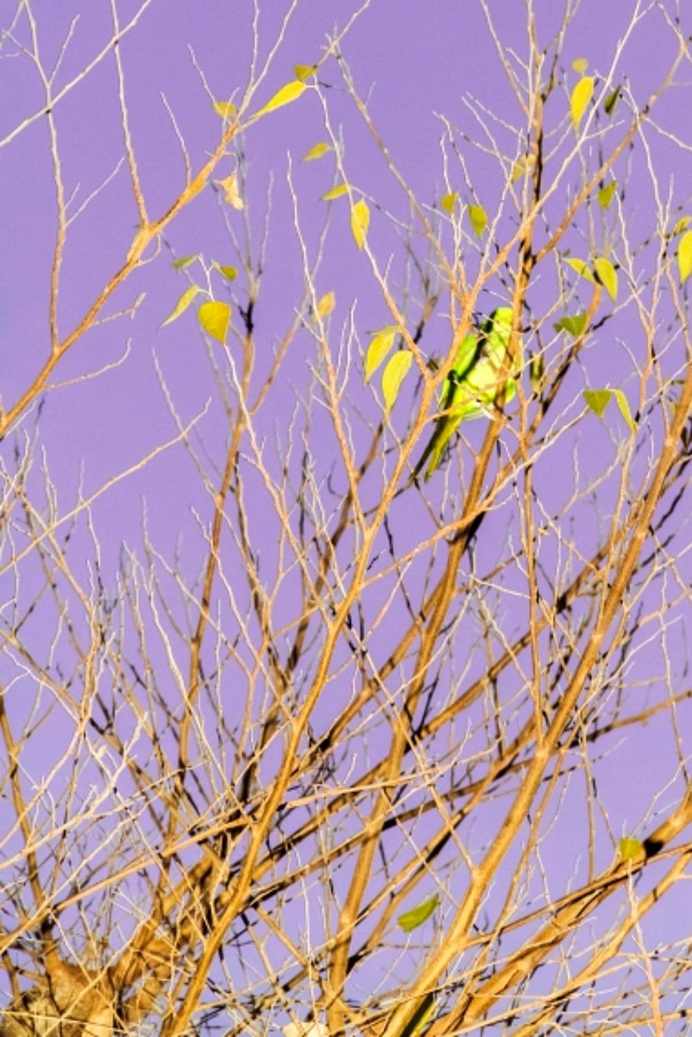 Tokyo Parrots 055  – Yoshinori Mizutani, Colour, Photography, Canary, Art, Sky For Sale 3