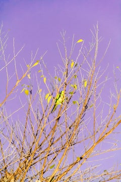 Tokyo Parrots 055  – Yoshinori Mizutani, Colour, Photography, Canary, Art, Sky