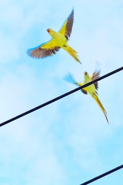 Tokyo Parrots 056  – Yoshinori Mizutani, Colour, Photography, Birds, Yellow, Art