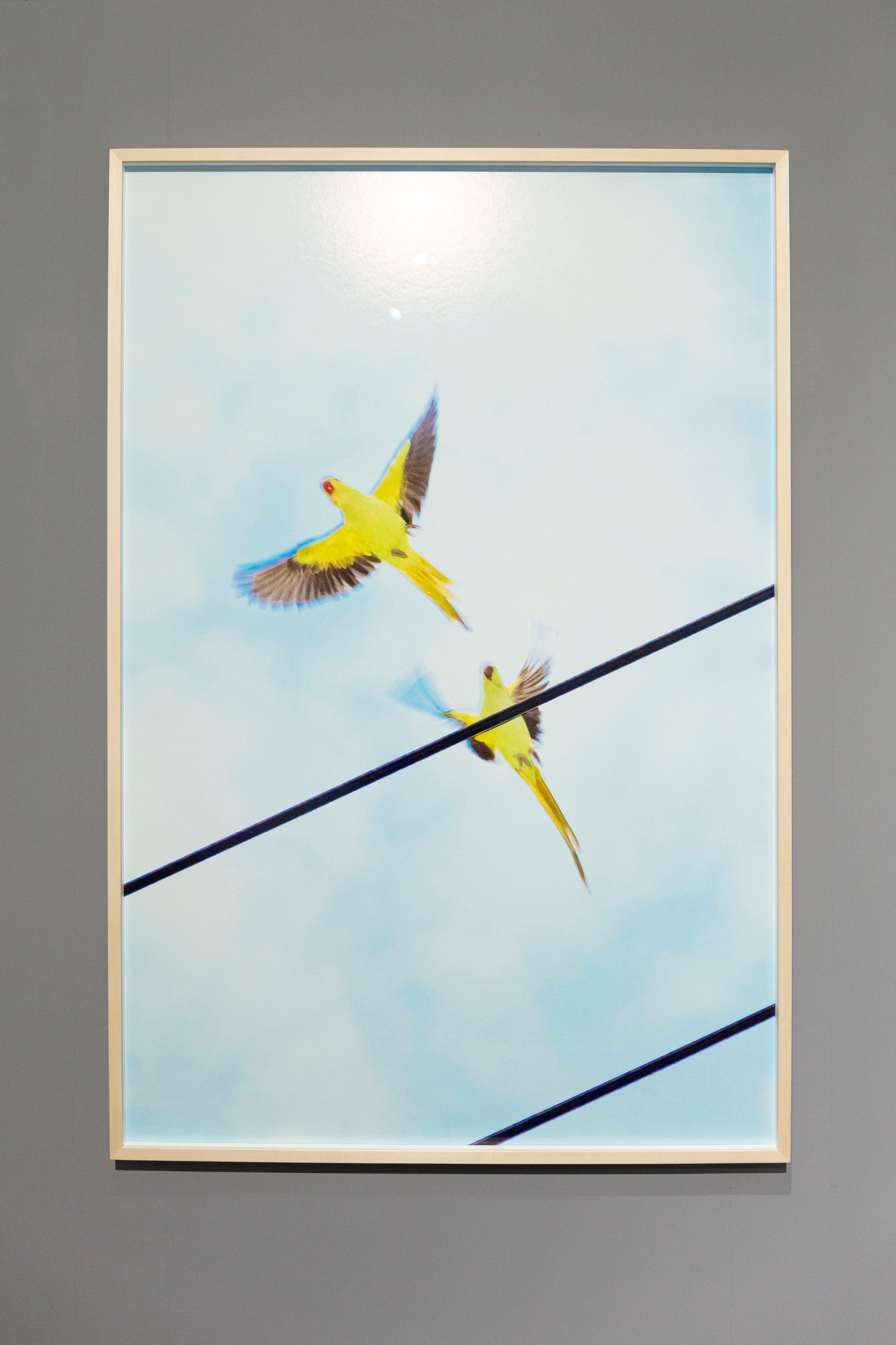 Tokyo Parrots 056  – Yoshinori Mizutani, Colour, Photography, Birds, Yellow, Art For Sale 2