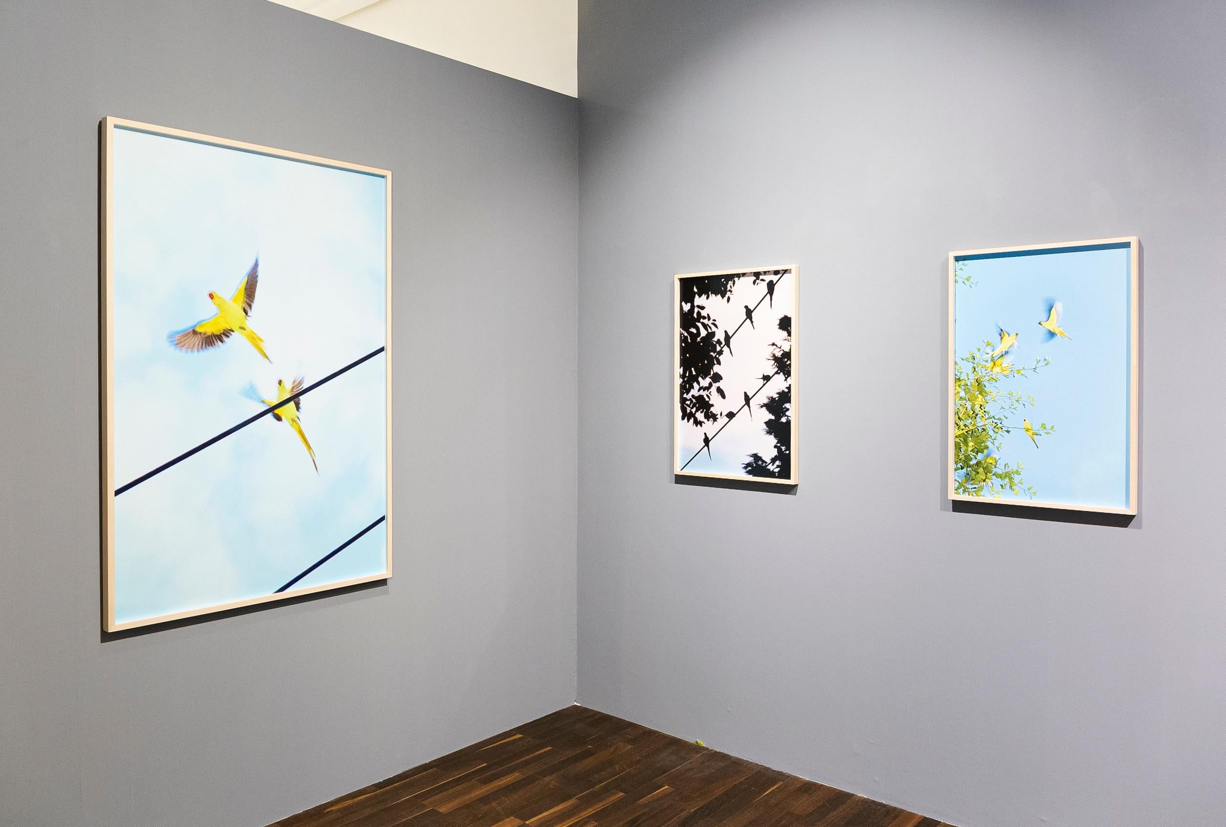 Tokyo Papageien 056  - Yoshinori Mizutani, Farbe, Fotografie, Vögel, Gelb, Kunst im Angebot 6