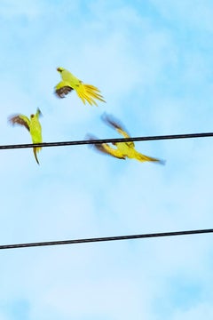 Tokyo Parrots 057  – Yoshinori Mizutani, Colour, Photography, Canary, Art, Sky