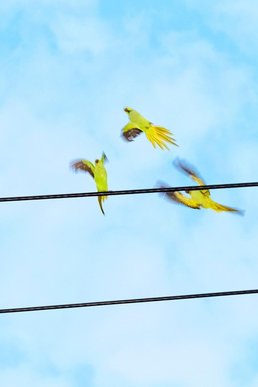 Yoshinori MIZUTANI (*1987, Japan)
Tokyo Parrots 057, 2013
Archival pigment print on Hahnemuhle Fine Art Baryta paper
Sheet 80 x 53.5 cm (31 1/2 x 21 in.)
Frame 81.7 x 55 x 3 cm (32 1/8 x 21 5/8 x 1 1/8 in.)
Edition of 5, plus 2 AP; Ed. no.