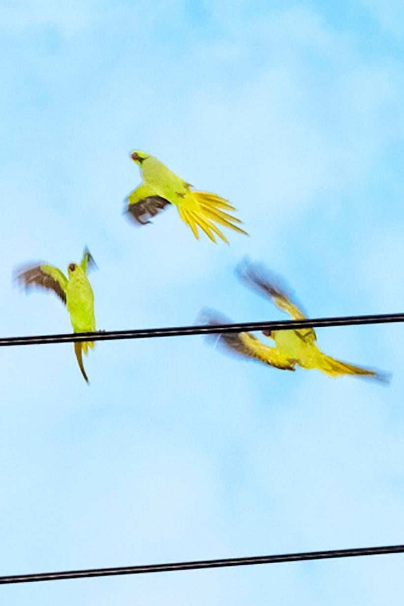 Tokyo Parrots 057  – Yoshinori Mizutani, Colour, Photography, Canary, Art, Sky For Sale 1