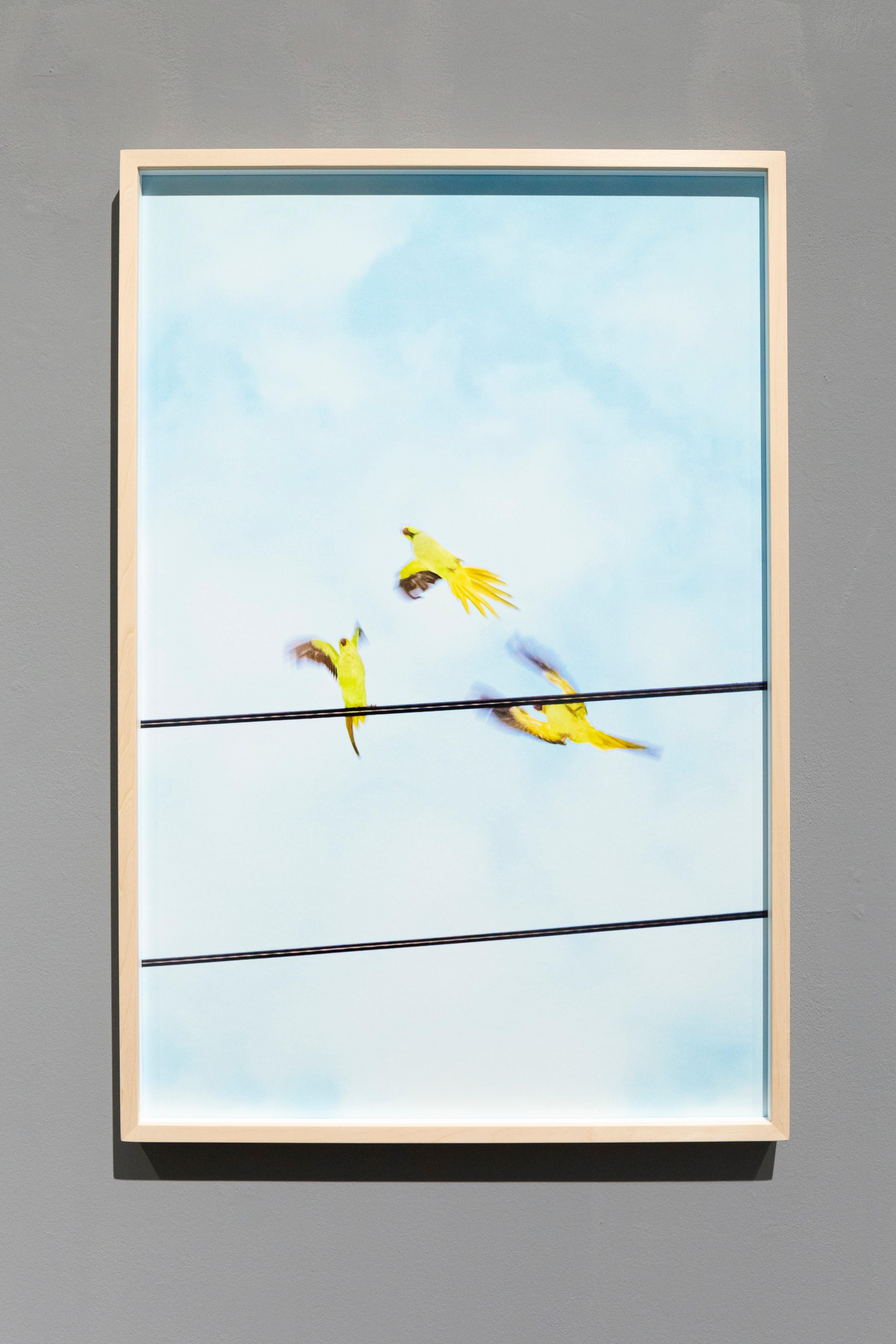 Tokyo Parrots 057  – Yoshinori Mizutani, Colour, Photography, Canary, Art, Sky For Sale 2