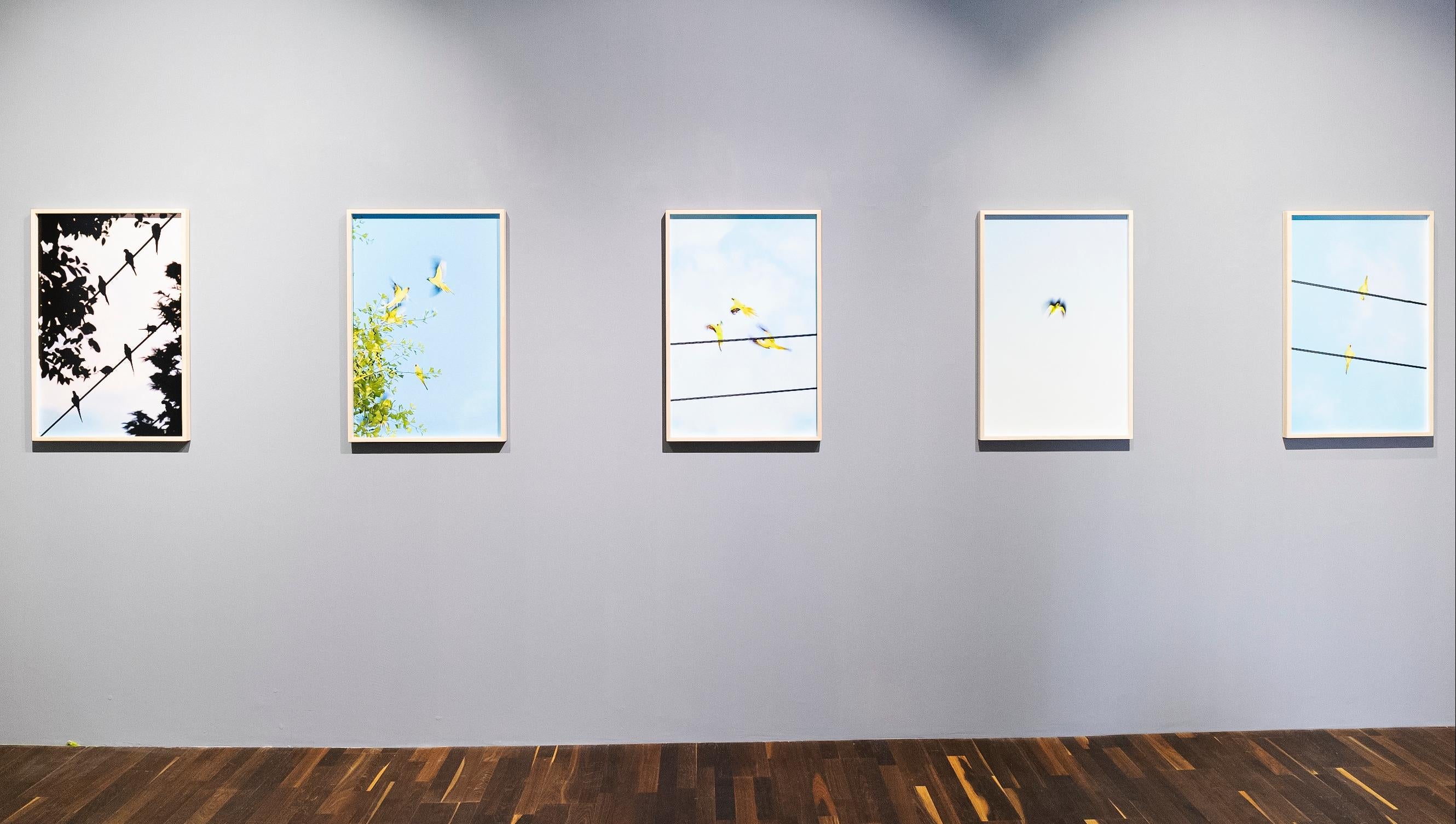 Tokyo Parrots 057  – Yoshinori Mizutani, Colour, Photography, Canary, Art, Sky For Sale 3
