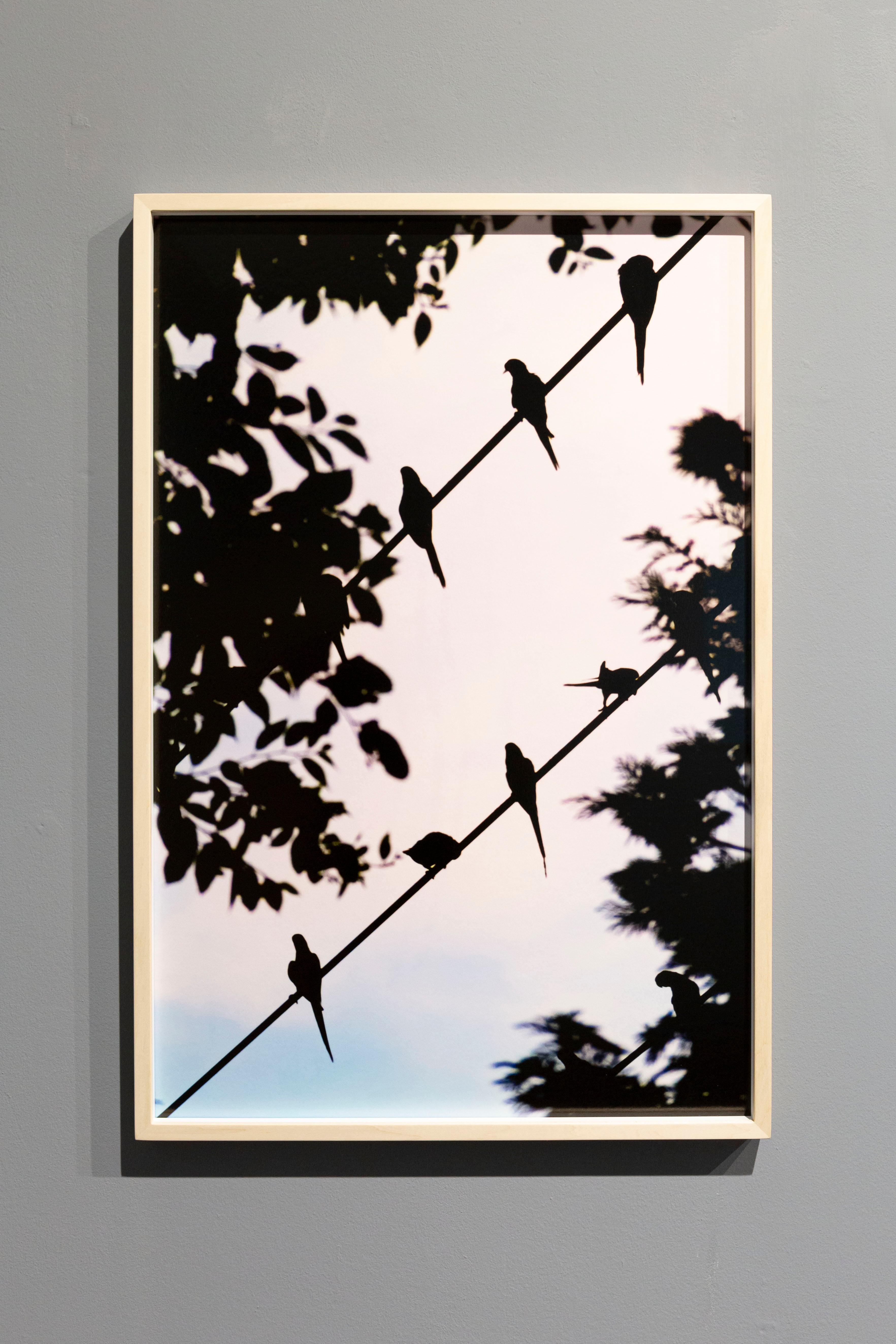 Tokyo Parrots 058  – Yoshinori Mizutani, Colour, Photography, Canary, Art, Sky For Sale 4