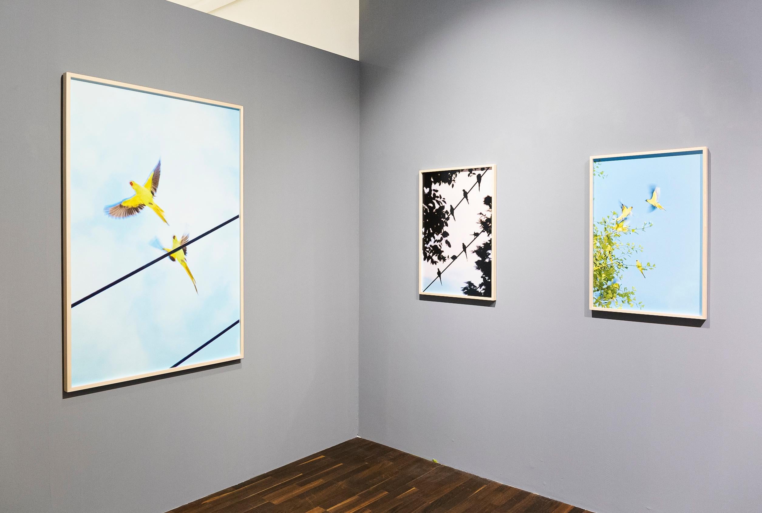 Tokyo Parrots 058  – Yoshinori Mizutani, Colour, Photography, Canary, Art, Sky For Sale 5