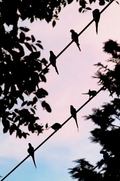 Tokyo Papageien 058  - Yoshinori Mizutani, Farbe, Fotografie, Kanarien, Kunst, Himmel