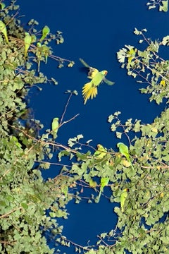 Tokyo Parrots 059 - Yoshinori Mizutani, Farbe, Fotografie, Vögel, Kunst, Himmel