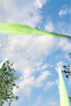 Yusurika 002  - Yoshinori Mizutani, Couleur, Photographie, Arbre, Nature, Art, Ciel