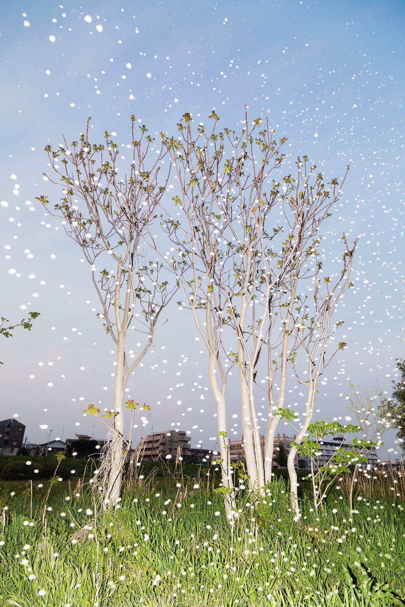Yoshinori MIZUTANI (*1987, Japan)
Yusurika 006, 2015
Archivalischer Pigmentdruck auf Hahnemuhle Fine Art Baryta Papier
Bild 80 x 53,3 cm (31 1/2 x 21 in.) 
Blatt 84,1 x 59,4 cm (33 1/8 x 23 3/8 in.)
Auflage von 5 plus 2 Probedrucke (#5/5)
nur