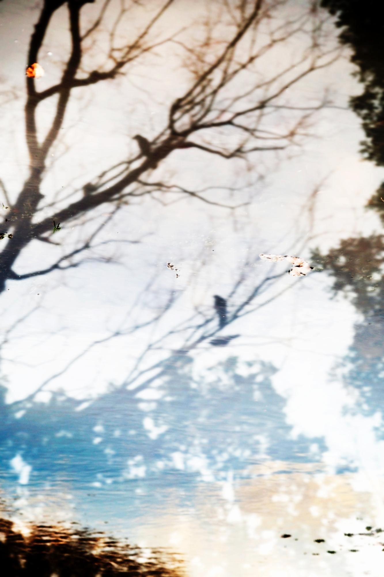 Yusurika 029  – Yoshinori Mizutani, Colour, Photography, Tree, Nature, Art, Sky