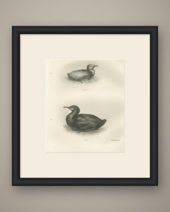 Young Cormorants, Antique Bird Print after Lilian Medland, circa 1909