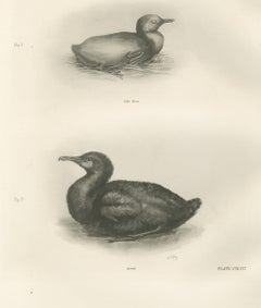 Young Cormorants, Antique Bird Print after Lilian Medland, circa 1909