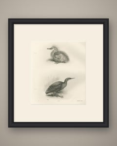 Young Night Heron, Antique Bird Print after Lilian Medland, circa 1909