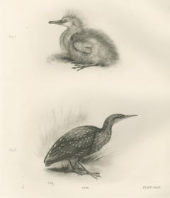 Young Night Heron, Antique Bird Print after Lilian Medland, circa 1909