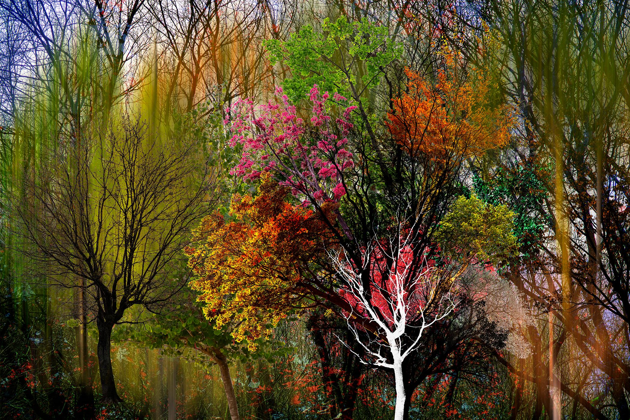Landscape Photograph Young Sam Kim - C'est moi