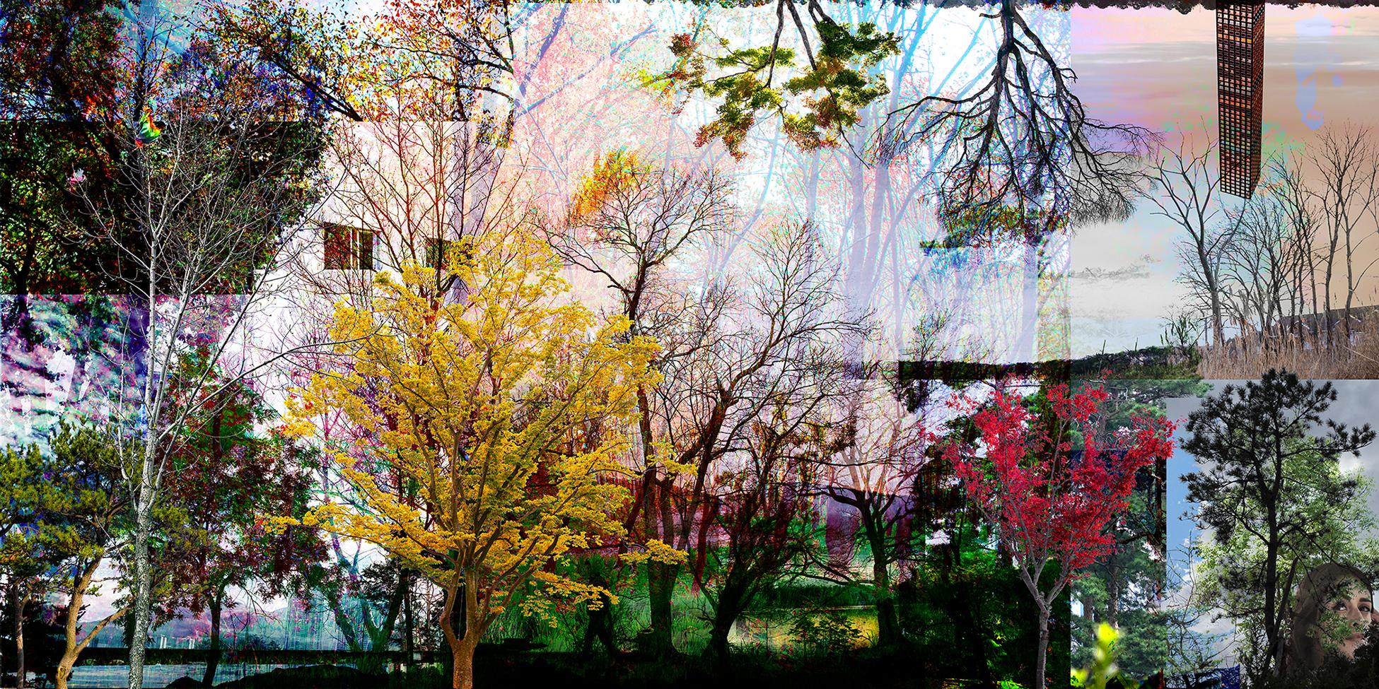 Young Sam Kim Color Photograph - Urban Forests_01