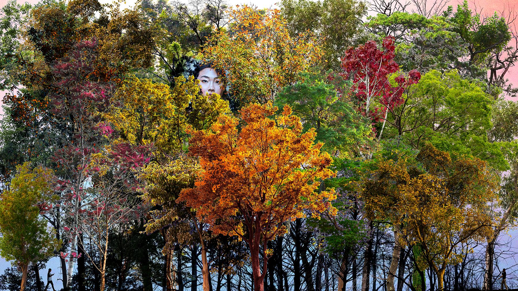 Young Sam Kim Landscape Photograph - Urban Forests_02