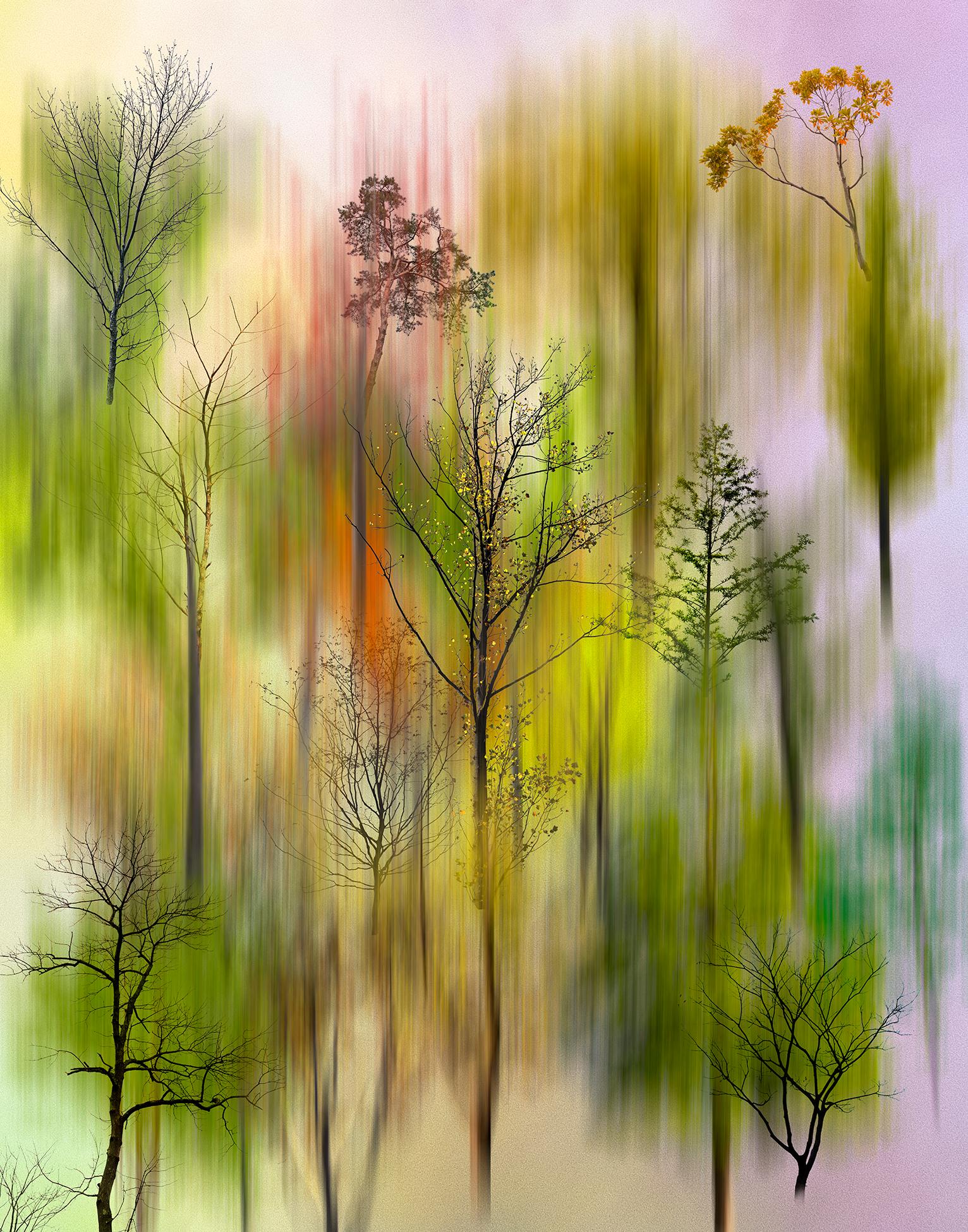 Young Sam Kim Landscape Photograph – Wir sind einfach wie ein Baum_02