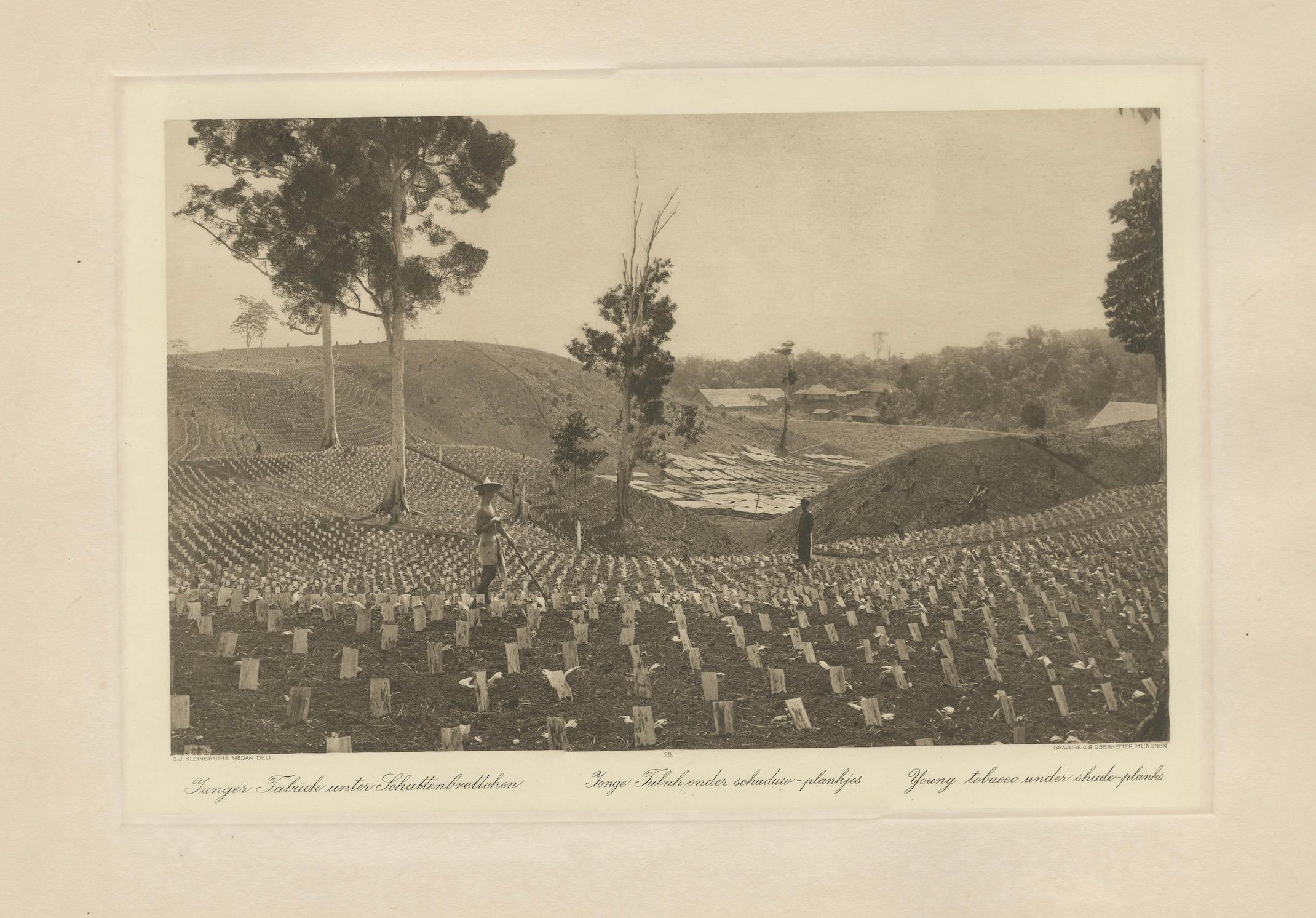 Tabaco joven bajo plantas de sombra, Sungei Tatouk - C.J. Kleingrothe, hacia 1910

Vista en fotograbado de una plantación joven de tabaco en Sungei Tatouk, en la región de Deli, Sumatra Oriental, captada en la fase inicial crucial del desarrollo de