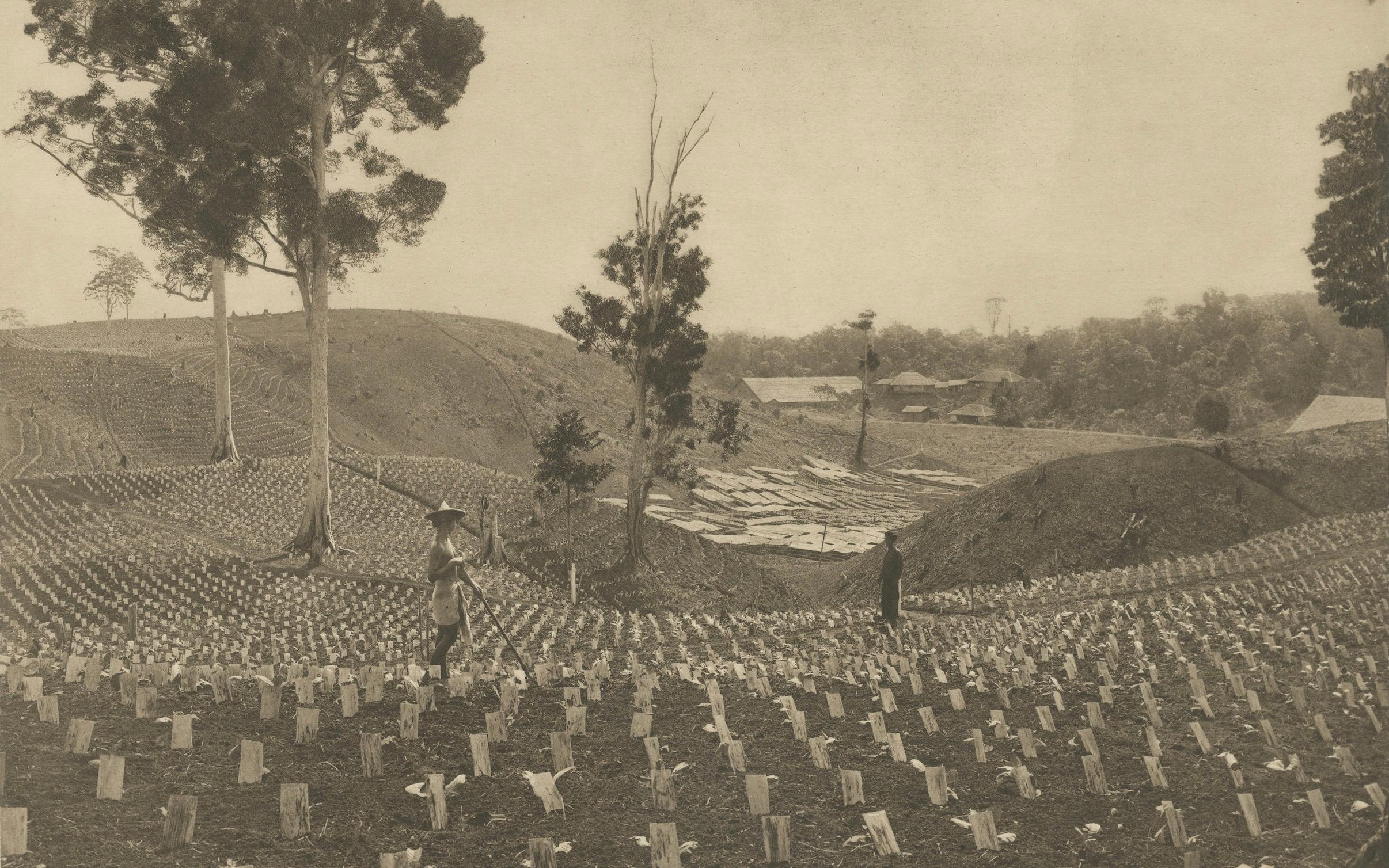 Tabaco joven bajo plantas de sombra, Sungei Tatouk - C.J. Kleingrothe, hacia 1910 Holandés en venta