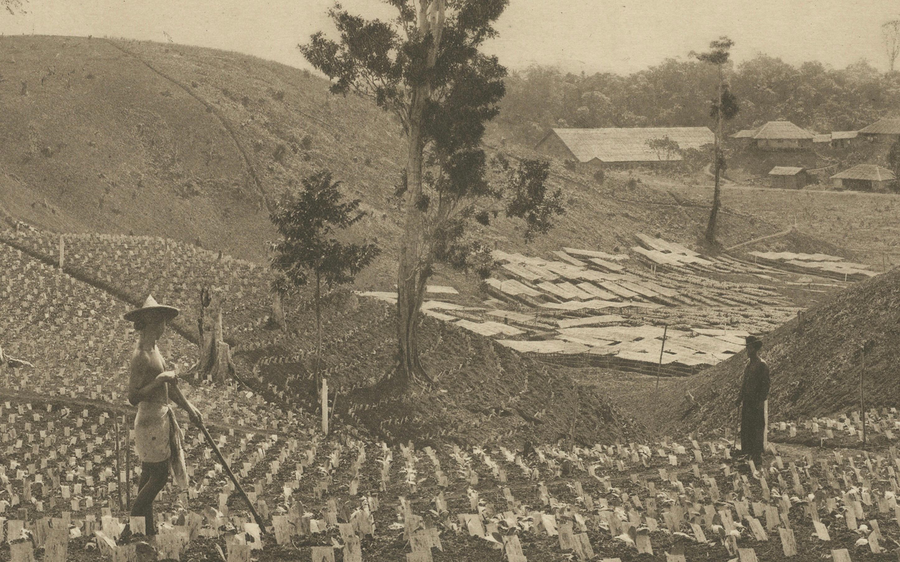 Tabaco joven bajo plantas de sombra, Sungei Tatouk - C.J. Kleingrothe, hacia 1910 en Bueno estado para la venta en Langweer, NL