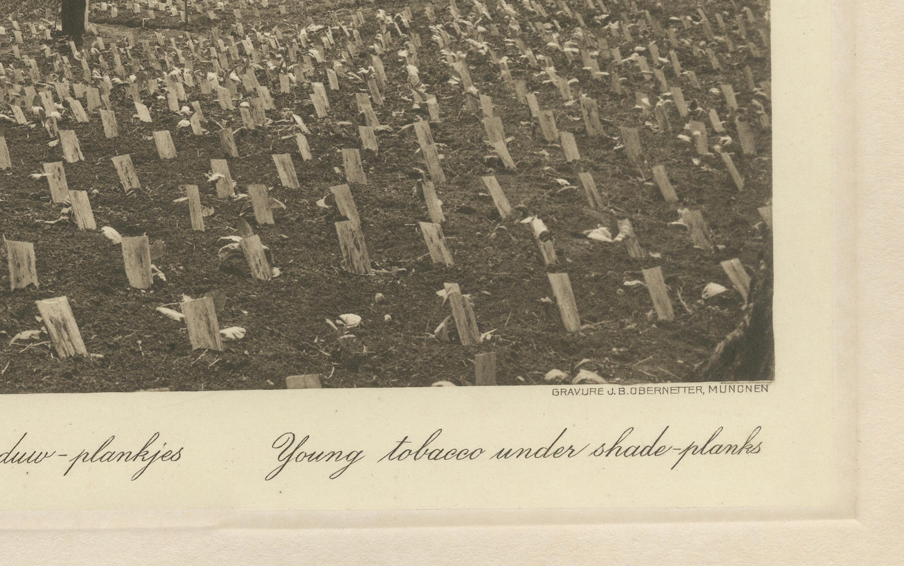 Tabaco joven bajo plantas de sombra, Sungei Tatouk - C.J. Kleingrothe, hacia 1910 siglo XX en venta