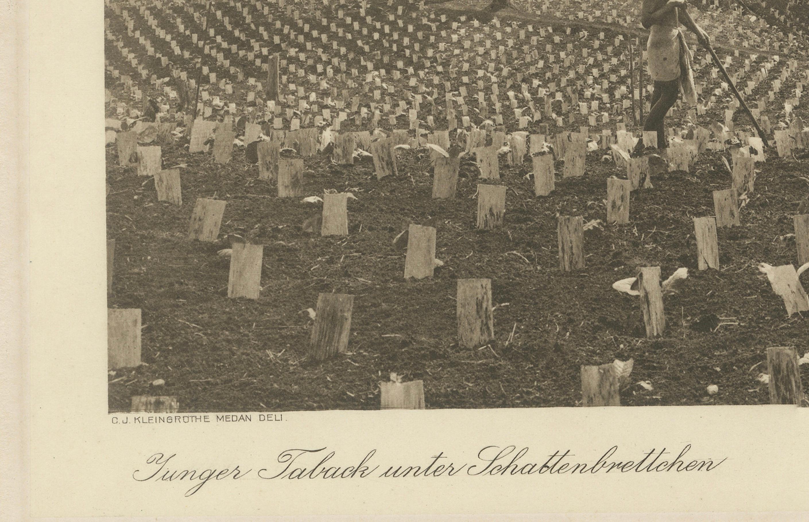 Tabaco joven bajo plantas de sombra, Sungei Tatouk - C.J. Kleingrothe, hacia 1910 Papel en venta