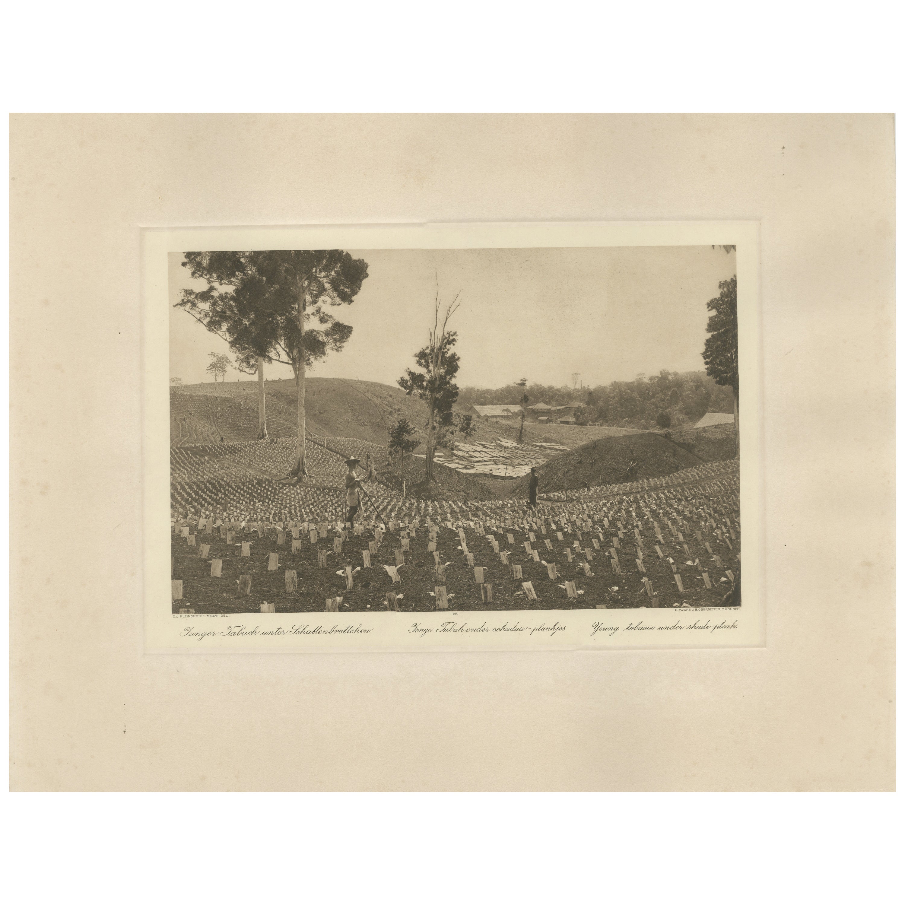 Tabaco joven bajo plantas de sombra, Sungei Tatouk - C.J. Kleingrothe, hacia 1910