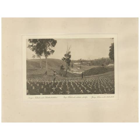 Young Tobacco Under Shade-Plants, Sungei Tatouk — C.J. Kleingrothe, ca. 1910